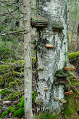 Birch tree trunk in forest, full of mushrooms on the bark.