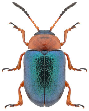 Gastrophysa polygoni beetle specimen