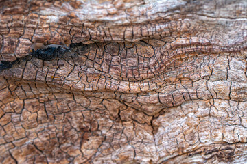 Old wood background      Tree texture