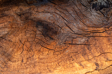Old wood background      Tree texture