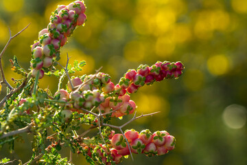 Bright yellow lights and shiny golden twinkle abstract bokeh