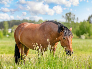 Naklejka premium Zemaitukas horse in the meadow on the grass