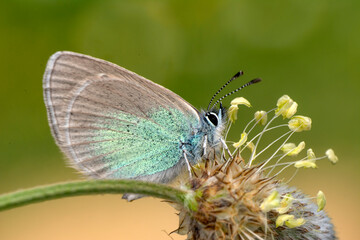 Macro shots, Beautiful nature scene. Closeup beautiful butterfly sitting on the flower in a summer garden.