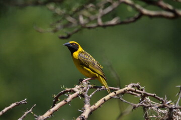 picture of a eild bird on a branch