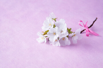 Fototapeta na wymiar ピンクのリボンをつけた大島桜の花束（ピンクバック）