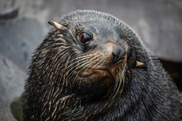 Portrait of a sea lion on  a rock against the brown wall of an enclosure at a zoo