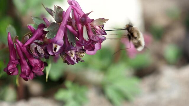 Greater bee fly collects nectar from spring flowers