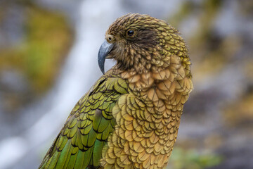 Shallow focus photo of a kea parrot in New Zealand