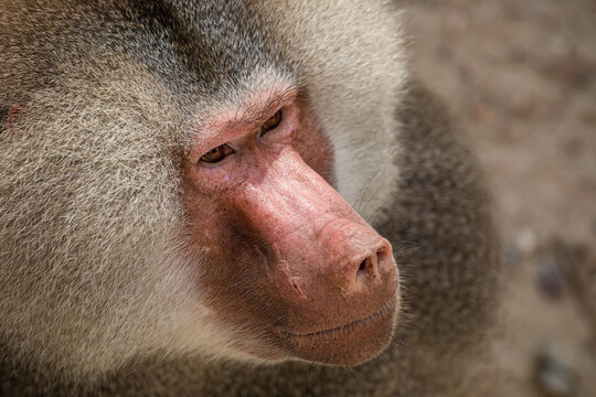 Closeup of a male Hamadryas baboon