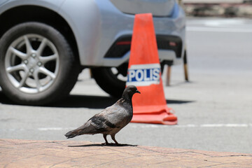 Closeup of a pigeon with a traffic cone and car in the background
