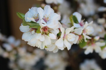 Fototapeta na wymiar Cherry Blossom