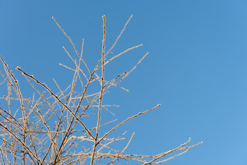 Obraz premium Structure and texture of ice lenses, frozen snowflakes on a tree branches. Frost and cold. Cold gamma. Selective focus. Winter season and frost. Sub-zero temperature. Close-up. First snow.