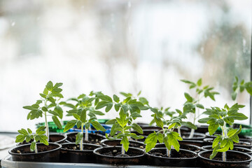 seedlings in a greenhouse