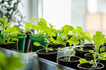 seedlings in a pot