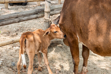 A female cow with a calf on farmland close up