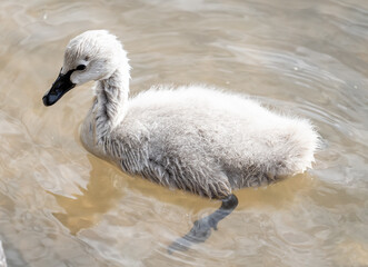 Baby swan or cygnet swimming in pond