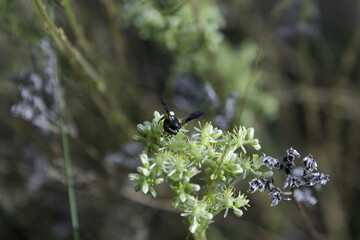 Selective focus shot of the pollination of a bee on a flower