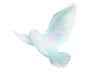 白い鳩の水彩イラスト