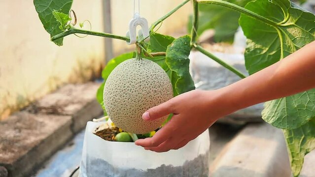 Asian woman use pruning shears to cut a green melon fruit from tree in an organic greenhouse farm.
