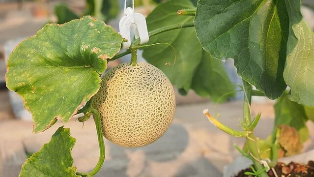 Green melon fruit hanging on tree in organic greenhouse farm, Ready to harvesting.