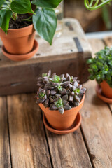 Zimmerpflanze in Blumentopf aus Ton, Minipflanze Sukkulente 

