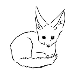 Obraz premium Vector illustration of a young fennec fox walking. fox fenek vector sketch