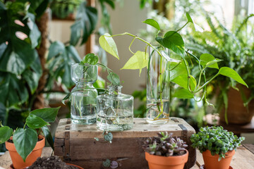 Auswahl verschiedener Zimmerpflanzen im Blumentopf, Sukkulente und Efeutute cutting in Glasvase