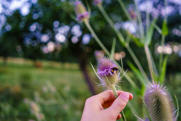 Teasel forest plant in the hand