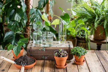 Auswahl verschiedener Zimmerpflanzen im Blumentopf, Sukkulente und Efeutute cutting in Glasvase