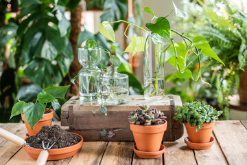 Auswahl verschiedener Zimmerpflanzen im Blumentopf, Sukkulente und Efeutute cutting in Glasvase