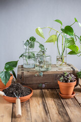 Auswahl verschiedener Zimmerpflanzen im Blumentopf, Sukkulente und Efeutute cutting in Glasvase