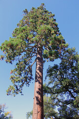 Fototapeta premium arbre gigantesque
