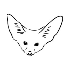 Obraz premium Vector illustration of a young fennec fox walking. fox fenek vector sketch