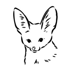 Vector illustration of a young fennec fox walking. fox fenek vector sketch
