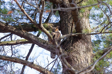 The great horned owl (Bubo virginianus ) in Wisconsin state park.