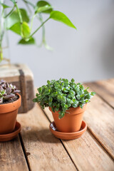 Zimmerpflanze in Blumentopf aus Ton, Minipflanze Sukkulente 
