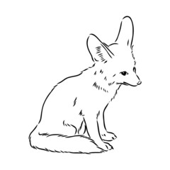 Vector illustration of a young fennec fox walking. fox fenek vector sketch