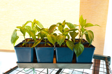 Growing sweet bell peppers. Fresh sprouts of peppers. Vegetable plantation on the windowsill. Selective focus.