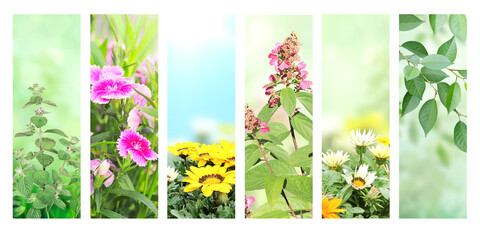 Set of vertical nature banners with spring scenes. Collection of summer banners with green leaves...