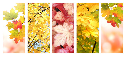 Set of vertical nature banners with autumn scenes. Collection of fall banners with yellow and red...