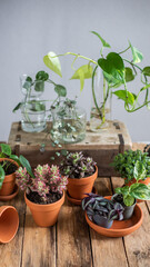 Auswahl verschiedener Zimmerpflanzen im Blumentopf, Sukkulente und Efeutute cutting in Glasvase