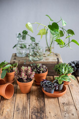 Auswahl verschiedener Zimmerpflanzen im Blumentopf, Sukkulente und Efeutute cutting in Glasvase