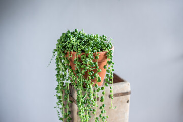 String of Pealrs im Blumentopf aus Ton, Zimmerpflanze, Senecio Rowleyanus, Urban Jungle Trend