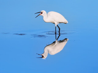 Snowy Egret swallowing food. Milnerton Lagoon, Cape Town, South Africa.