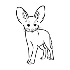 Vector illustration of a young fennec fox walking. fox fenek vector sketch