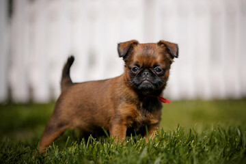 brussels griffon in summer garden