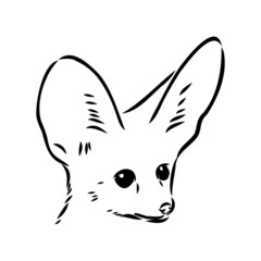 Vector illustration of a young fennec fox walking. fox fenek vector sketch