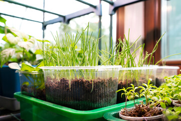 Growing onions. Fresh sprouts of leek or green onion. Young leek seedling growing in plastic...