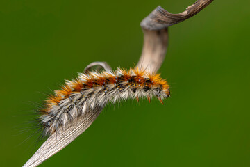 Macro shots, Beautiful nature scene. Close up beautiful caterpillar of butterfly  