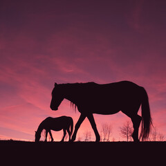 Pferdeschattenbild auf der Wiese mit einem schönen Sonnenunterganghintergrund
